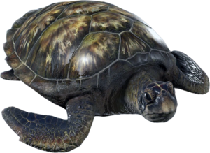 ACBFR DB Turtle.png
