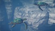 A green sea turtle couple