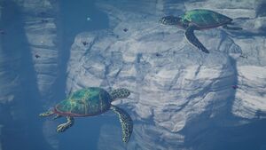 ACOd-turtles.jpg