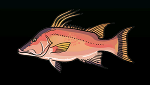HogfishACP.png