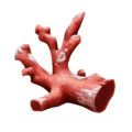 Coral