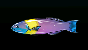 CreoleWrasseACP.png