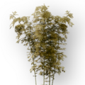 Thumbnail for version as of 16:55, 24 June 2026