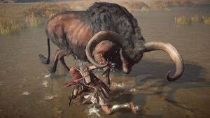 ACOd-KretanBull-03.jpg