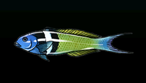 BlueheadWrasseACP.png