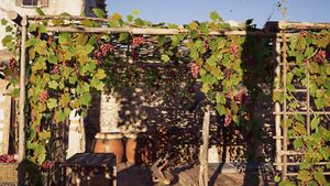ACOd-Grapevine.jpg