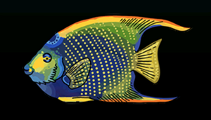 QueenAngelfishACP.png