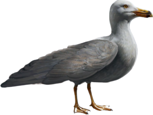 ACBFR DB Seagull.png