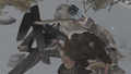 Thumbnail for version as of 00:28, 23 January 2026