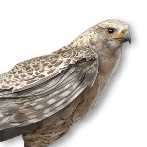 ACMir White Eagle.png