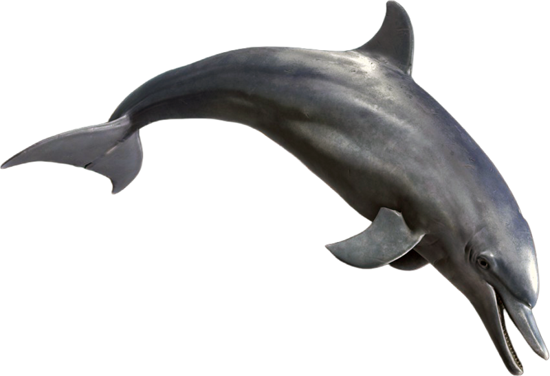 File:ACBFR DB Dolphin.png