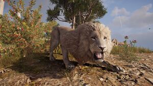 ACOd-LionAlpha.jpg
