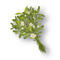 Thumbnail for version as of 16:46, 17 October 2026