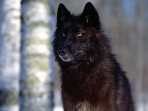 Predatory-Eyes-Black-Wolf-1.jpeg