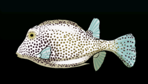 SpottedTrunkfishACP.png