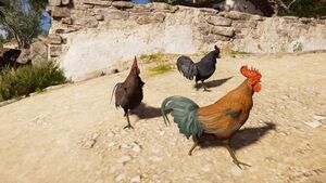 ACOd-roostersvariants.jpg