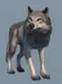 Database image of a wolf