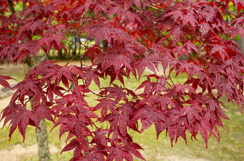 File:ACSH DB Japanese Maple.jpg