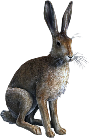 ACBFR DB Rabbit.png