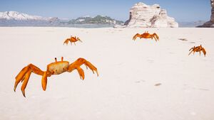 ACOd-crabs.jpg