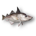 Haddock (Melanogrammus aeglefinus)