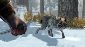 Connor-and-angry-wolf.jpg
