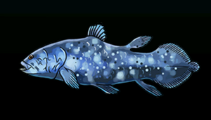 CoelacanthACP.png