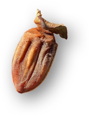 ACSH Dry Persimmon.png