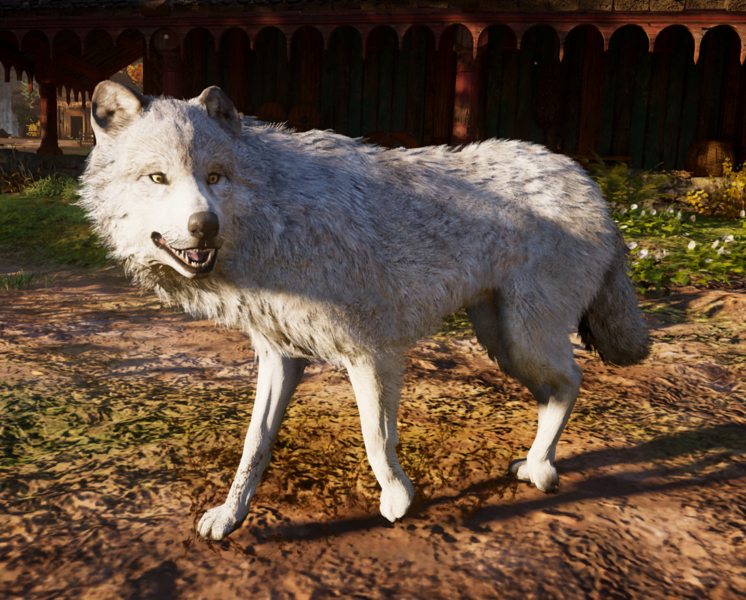 File:ACV Dwolfg.png