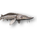Atlantic sturgeon (Acipenser sturio)
