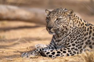 DTA Leopards of Arabia 1.png