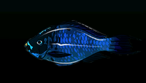 MidnightParrotfishACP.png