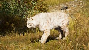 ACOd-EurasianLynxwhite.jpg