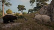 Bears advancing on Galeos