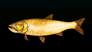 GoldenGoradoACP.png