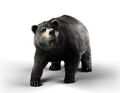 Yogi Bear