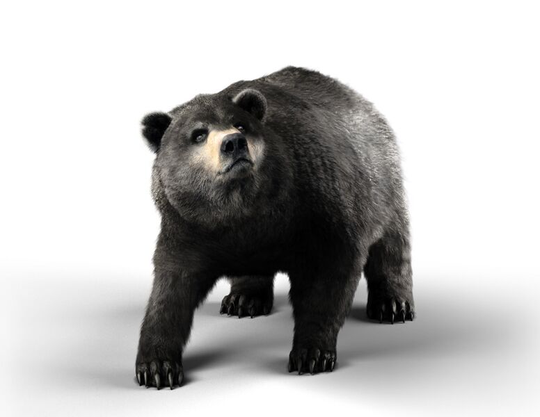 File:Soloplayer - Bear.jpg