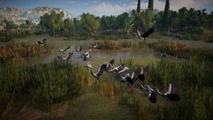 ACOd-herons-flight.jpg