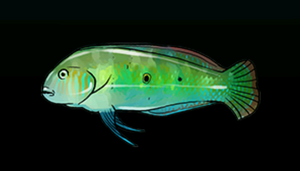 GreenRazorFishACP.png