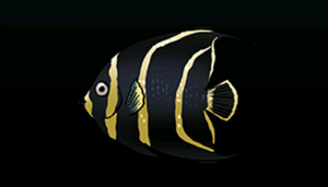 FrenchAngelfishACP.png