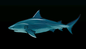 BullSharkACP.png