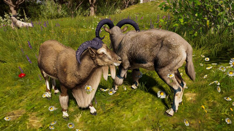 File:ACOd-sheepfm.jpg