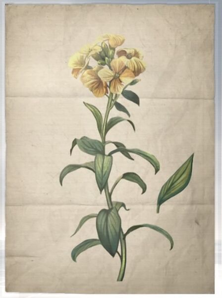 File:ACS DB Wallflower.jpg