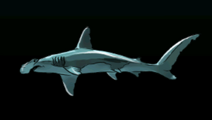 HammerheadSharkACP.png