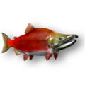 Atlantic salmon (Salmo salar)