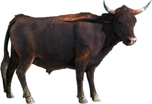 ACBFR DB Cattle.png