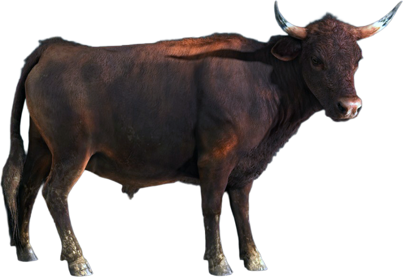 File:ACBFR DB Cattle.png