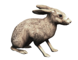 A hare