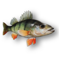 European perch (Perca fluviatilis)