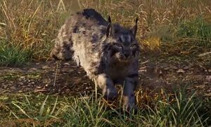 ACV Young Lynx.jpg